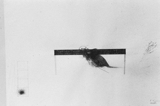 Piano for a Blind Rat